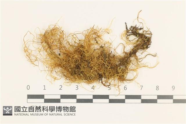 鞭枝懸蘚藏品圖，第1張