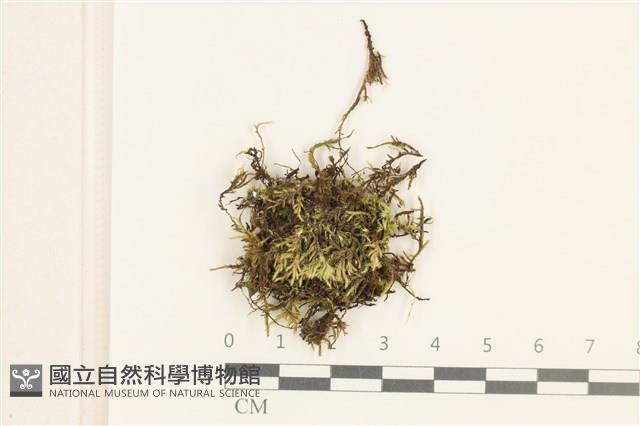 登錄號:B00012998藏品圖，第1張