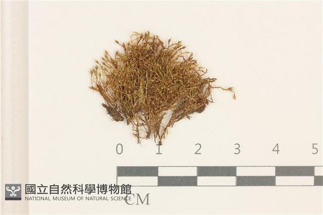 叢生真蘚藏品圖，第1張