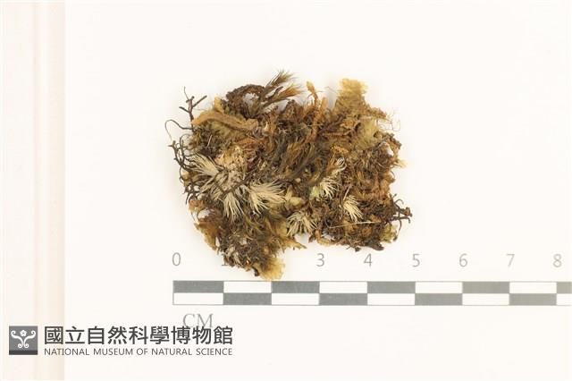 脆枝曲柄蘚藏品圖，第1張