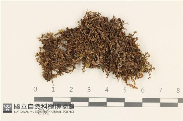 登錄號:B00010998藏品圖，第1張