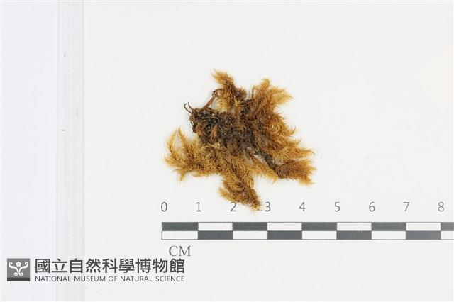 登錄號:B00008898藏品圖，第1張