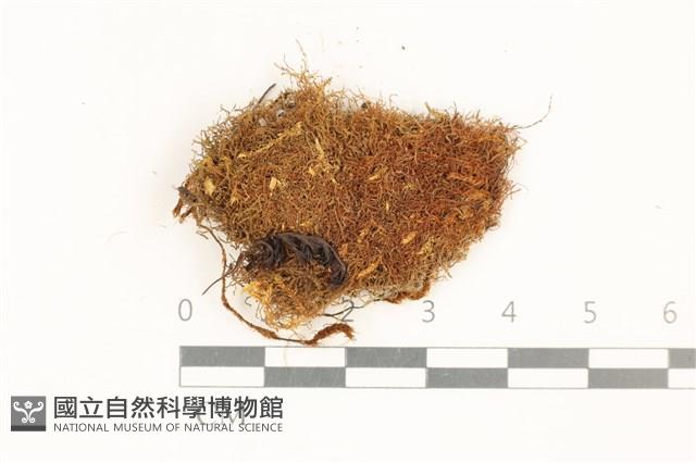 登錄號:B00019898藏品圖，第1張