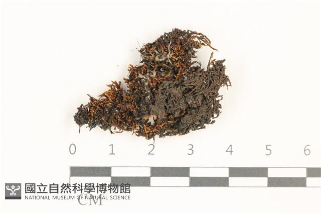 登錄號:B00017898藏品圖，第1張