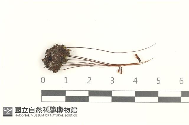 登錄號:B00000898藏品圖，第1張
