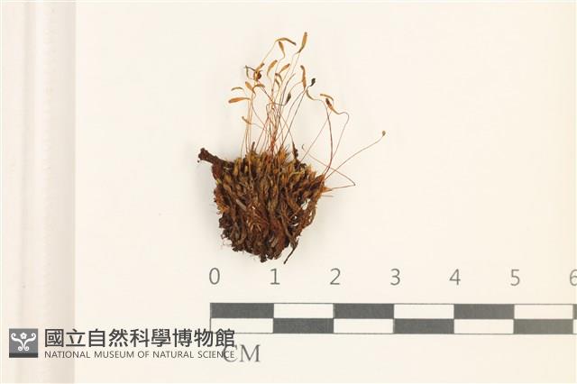 登錄號:B00016948藏品圖，第1張