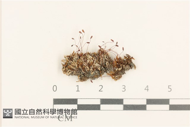 真蘚藏品圖，第1張