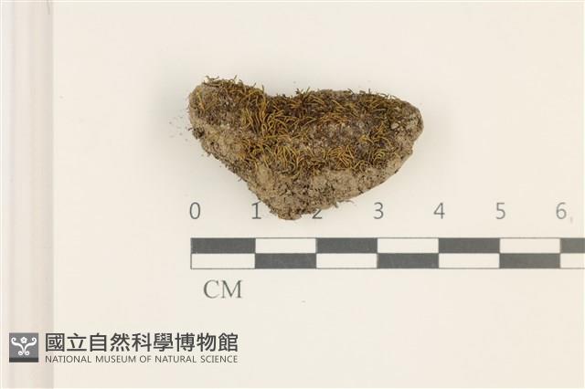 東亞昂氏蘚,東方昂氏蘚藏品圖，第1張