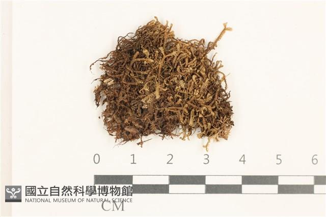 登錄號:B00019848藏品圖，第1張