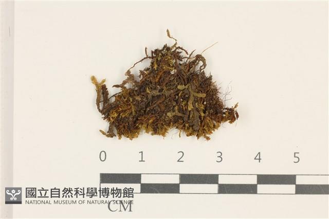 登錄號:B00007848藏品圖，第1張