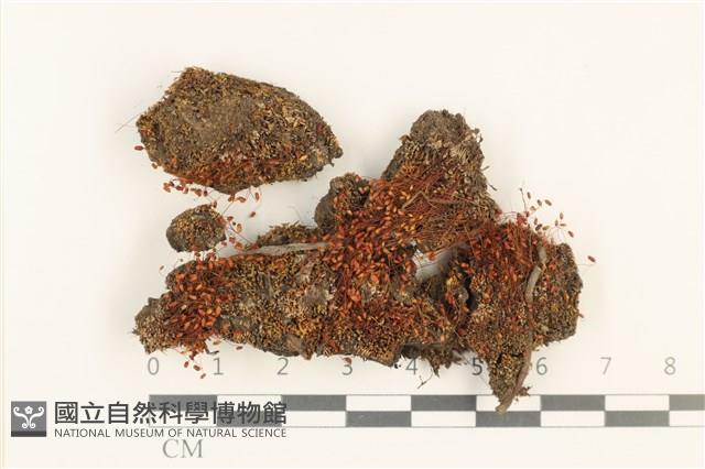 真蘚藏品圖，第1張