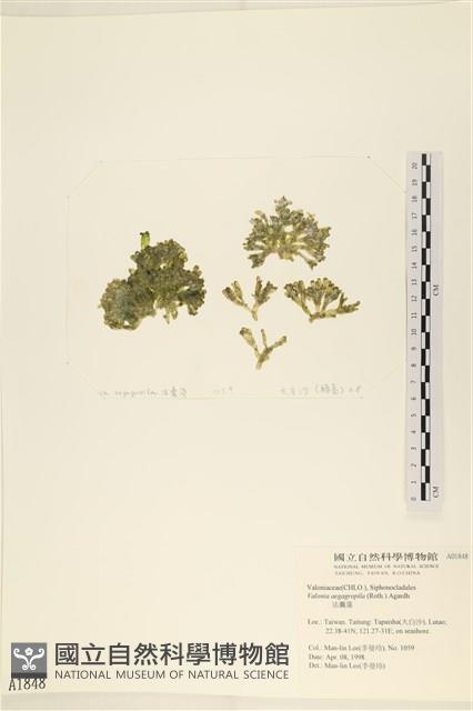 法囊藻藏品圖，第3張