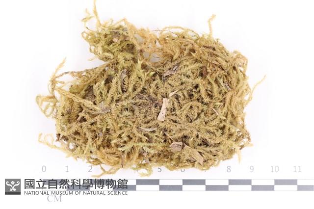 毛扭蘚藏品圖，第1張