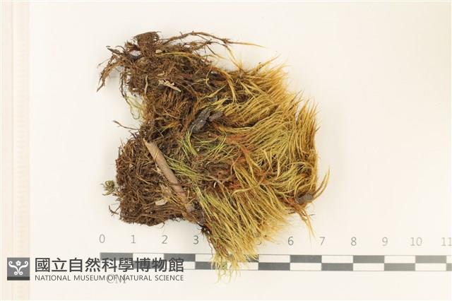 登錄號:B00011068藏品圖，第1張