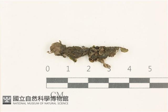 蛇苔藏品圖，第1張