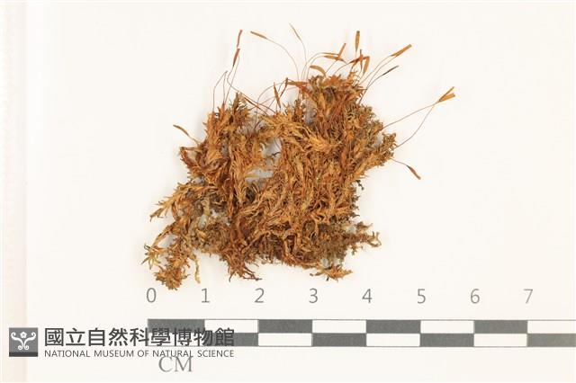 登錄號:B00002968藏品圖，第1張