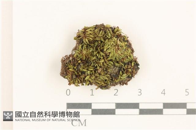 灰黃真蘚藏品圖，第1張