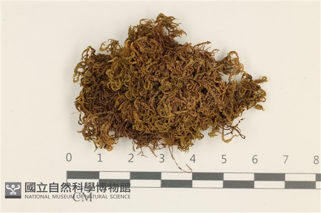 登錄號:B00005968藏品圖，第1張