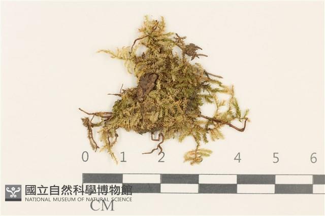 東亞小錦蘚藏品圖，第1張