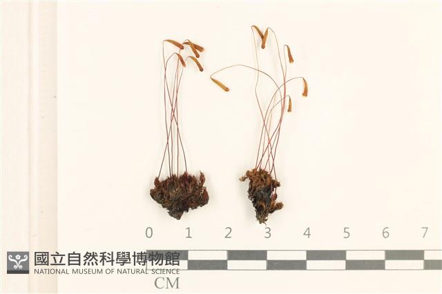 登錄號:B00000968藏品圖，第1張