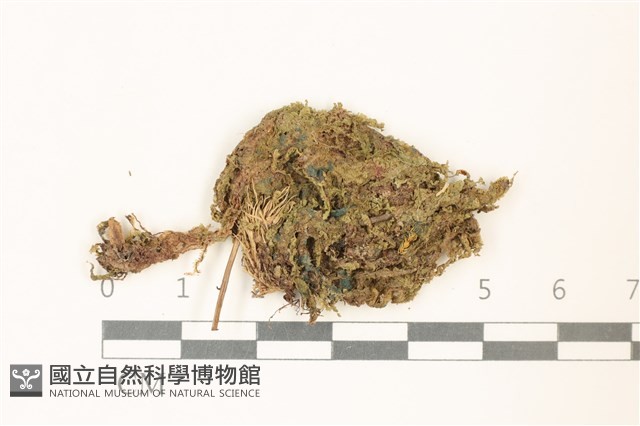 登錄號:B00004868藏品圖，第1張