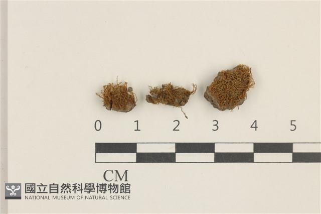 登錄號:B00010008藏品圖，第1張