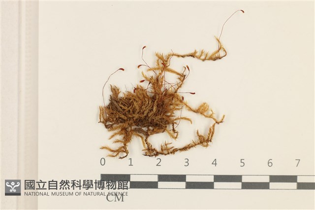 腐木蘚藏品圖，第1張