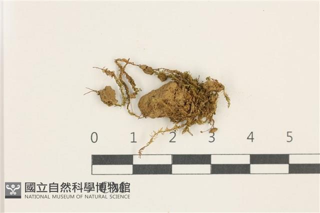 登錄號:B00017908藏品圖，第1張