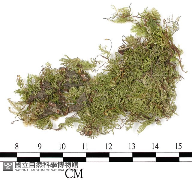 南亞孔雀蘚藏品圖，第1張