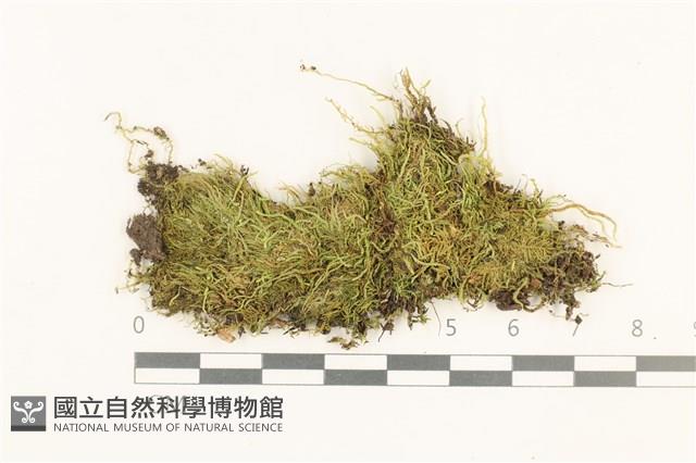 燕尾蘚藏品圖，第1張