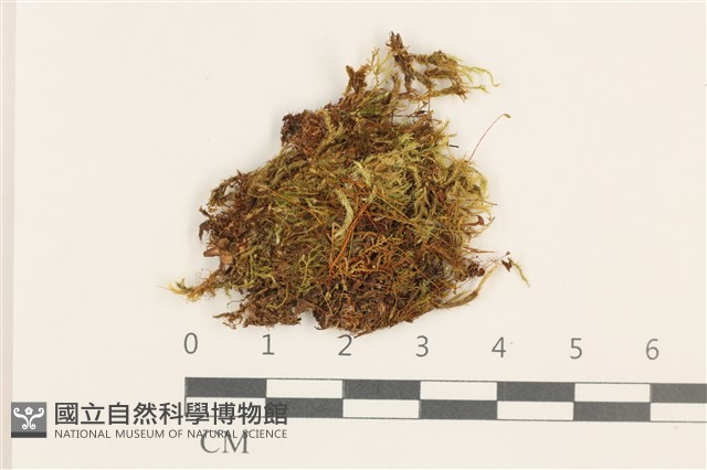 羽枝青蘚藏品圖，第1張