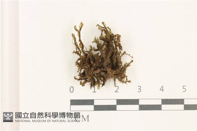 鞭苔,三裂鞭苔藏品圖，第1張