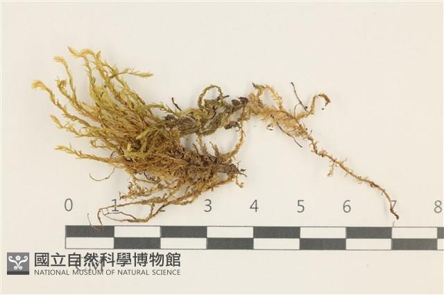 溪邊青蘚藏品圖，第1張