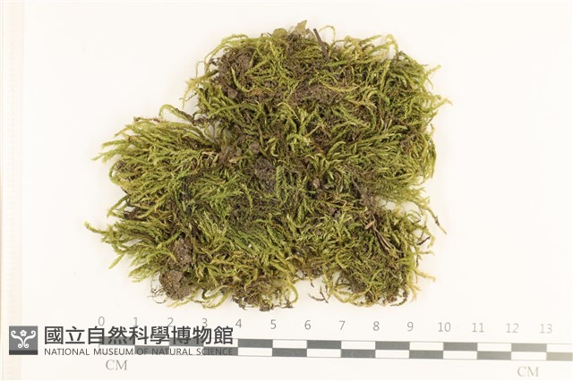羽枝青蘚藏品圖，第1張