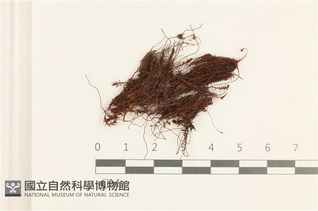 登錄號:B00005088藏品圖，第1張