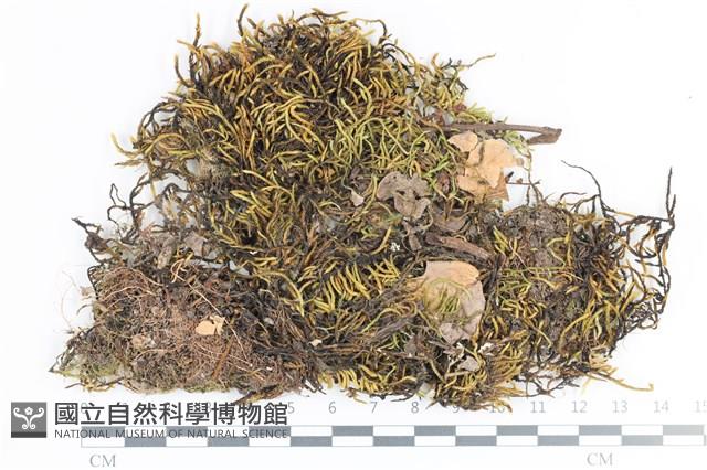 登錄號:B00013088藏品圖，第1張