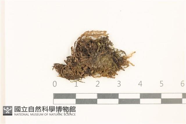 多胞裂萼苔藏品圖，第1張