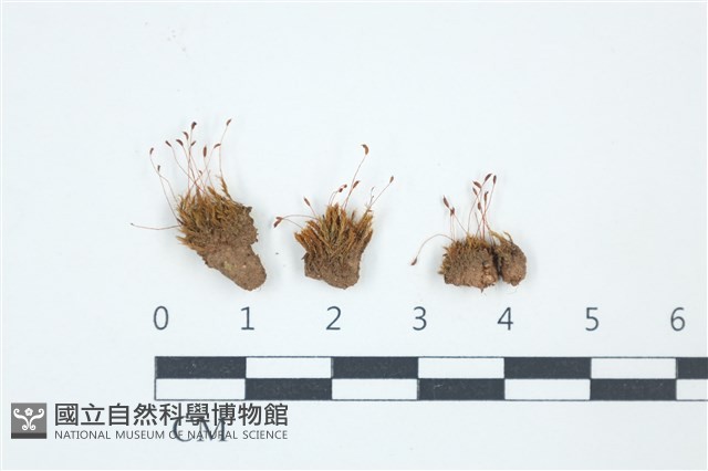 登錄號:B00010188藏品圖，第1張