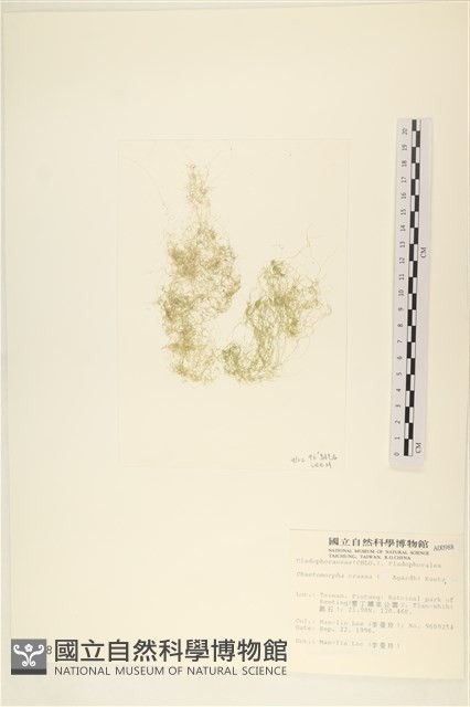 粗硬毛藻, 綠苔藏品圖，第1張