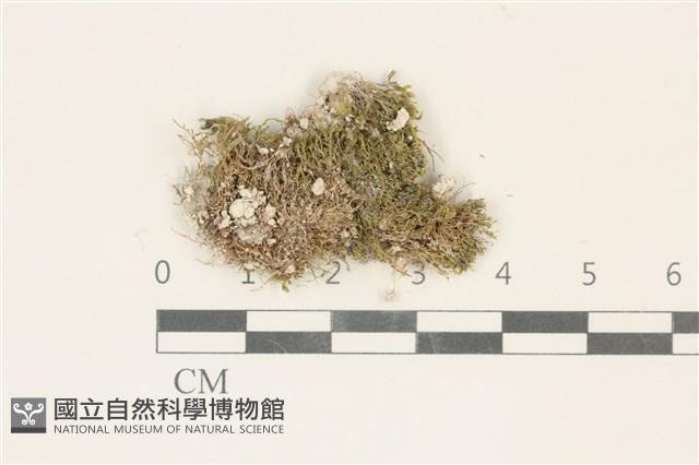 索氏叢本蘚藏品圖，第1張