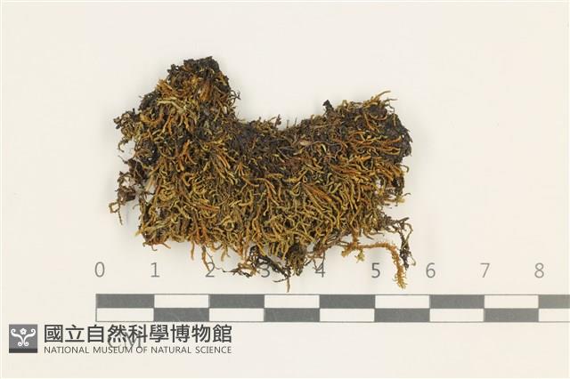 登錄號:B00011888藏品圖，第1張