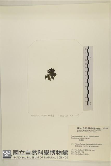 浮網藻, 肋葉藻藏品圖，第3張