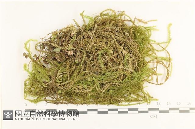 登錄號:B00019939藏品圖，第1張
