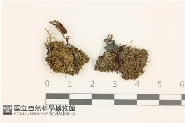 登錄號:B00016939藏品圖，第1張