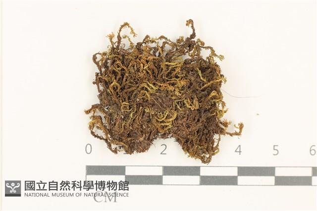 登錄號:B00017939藏品圖，第1張