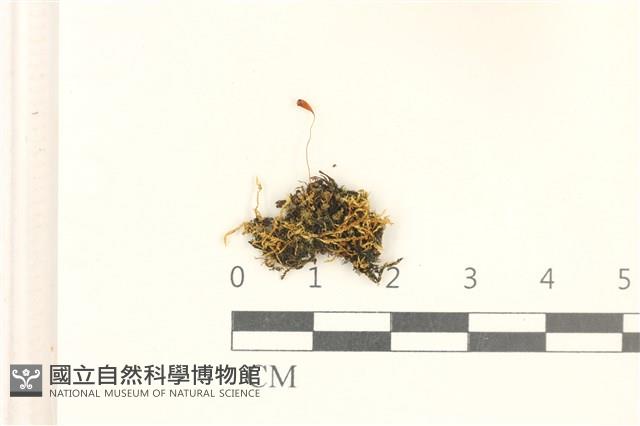 登錄號:B00020939藏品圖，第1張