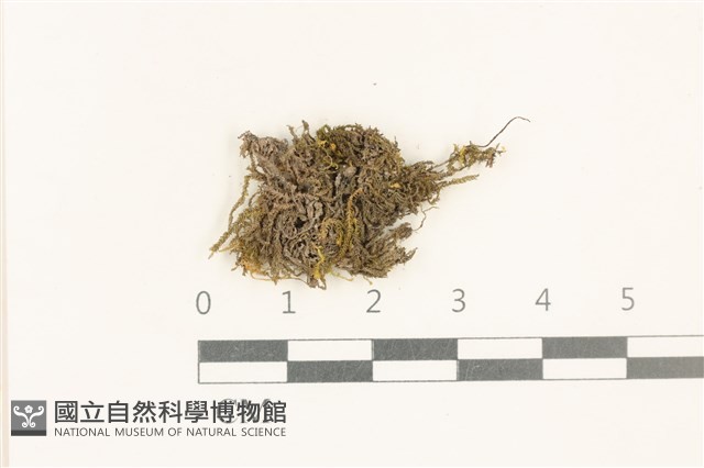 登錄號:B00002839藏品圖，第1張