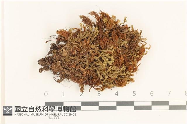 登錄號:B00019839藏品圖，第1張