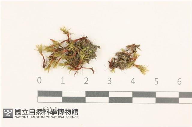 登錄號:B00019959藏品圖，第1張
