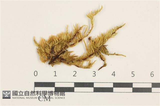 羽枝青蘚藏品圖，第1張